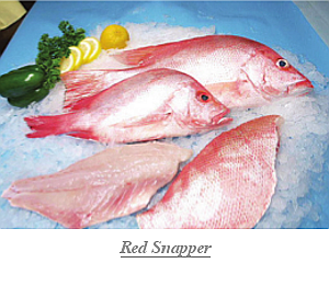 Red_Snapper