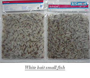 White_bait_small_fish