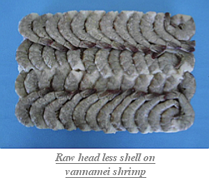 Raw_head_less_shell_on_vannamei_shrimp